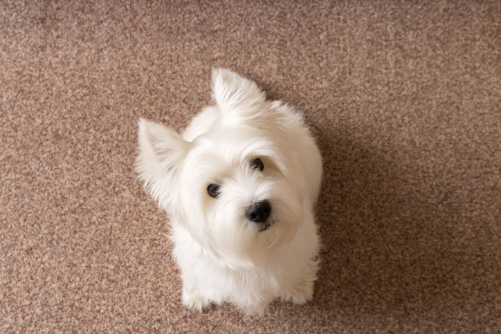 Odor removal by Eco Fresh Carpet Cleaning