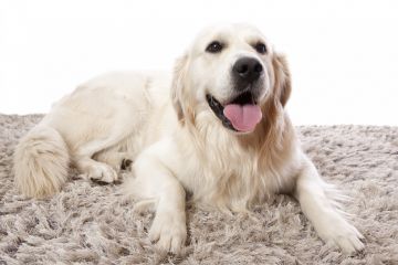 Area Rug Cleaning in Lester, IA